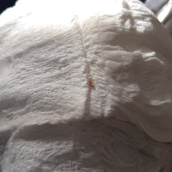 Yeni Alınan Canped Emici Külotta Böcek Benzeri Parça Görüldü