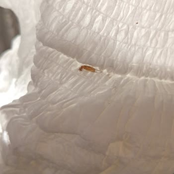 Yeni Alınan Canped Emici Külotta Böcek Benzeri Parça Görüldü