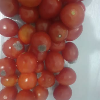 Bosch Buzdolabının Erken Küflenme Sorunu Ve Yetkili Servisin Yetersiz Açıklamaları