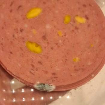 Aytaç Şipşak Salam’da Küflenme Ve Geri Dönüş Yokluğu