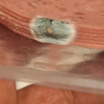 Aytaç Şipşak Salam’da Küflenme Ve Geri Dönüş Yokluğu