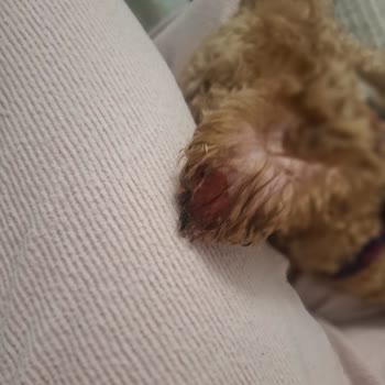 Leon Veteriner Kliniği Emirgan Ne Bir Sorumluluk Aldılar Ne De Samimi Bir Dönüş Yaptılar