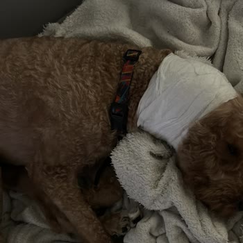 Leon Veteriner Kliniği Emirgan Ne Bir Sorumluluk Aldılar Ne De Samimi Bir Dönüş Yaptılar