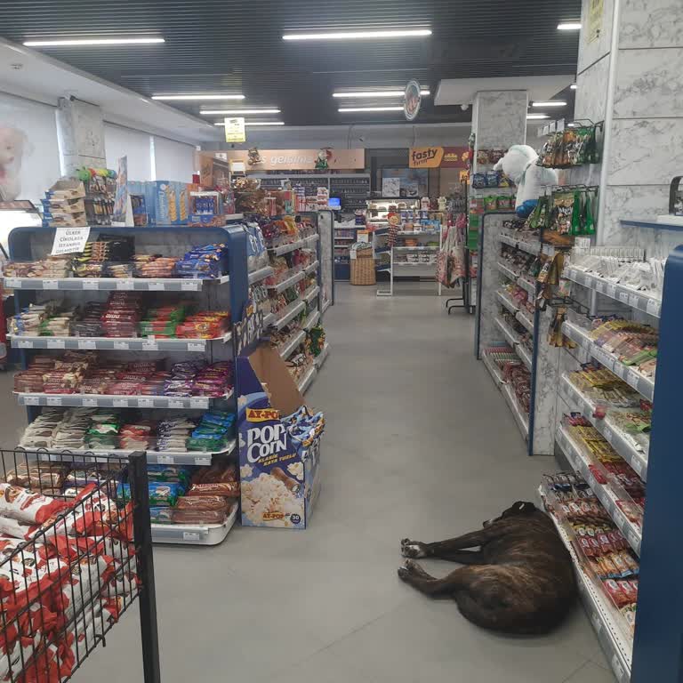 Opet Markette Köpek Serbest Dolaşıyor Ve Personel Hijyen İhlalini Görmezden Geliyor