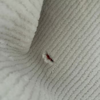 Beyza Halı Yıkama | Beyzahaliyikama.com.tr Halılarım Yıkamadan Mahvolmuş Şekilde Teslim Edildi!