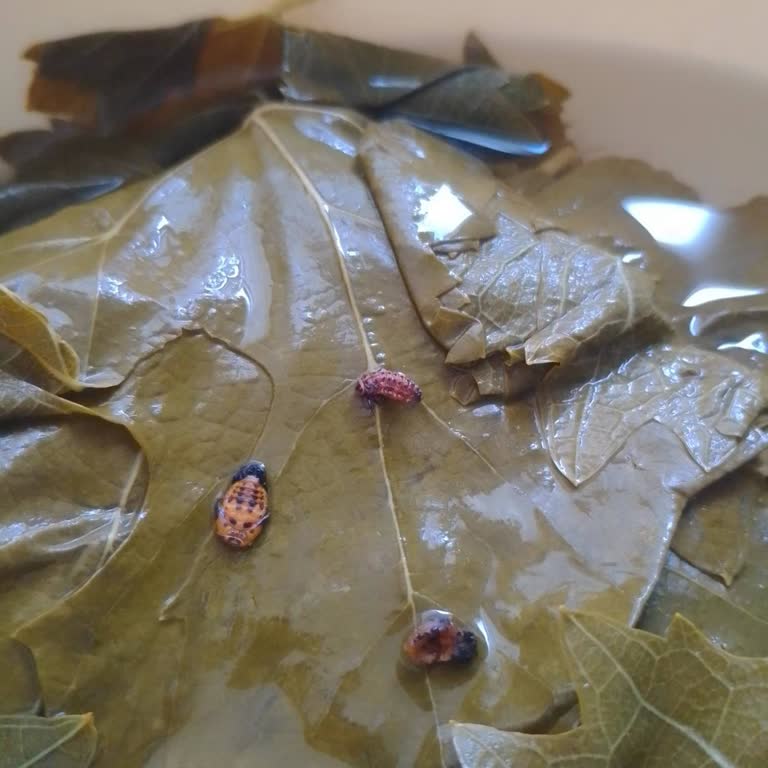 BİM Yufkasında Böcek Ve Küf Sağlık Riski