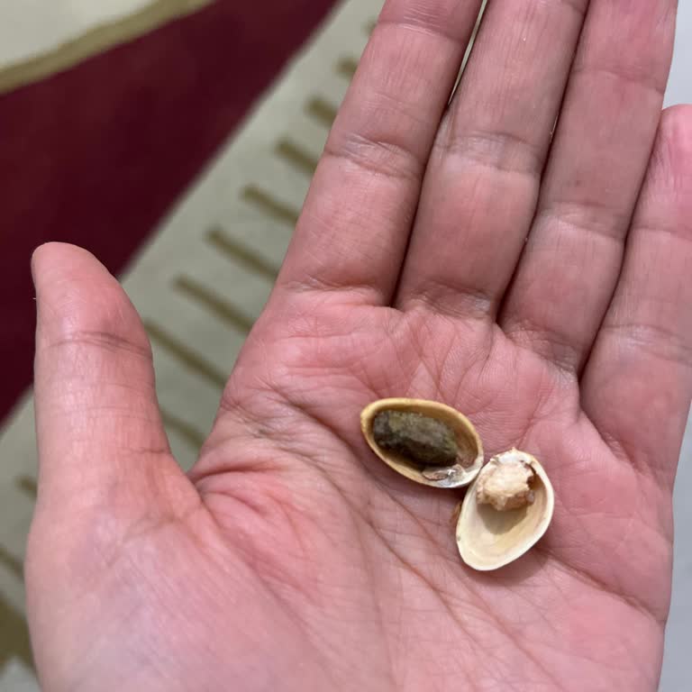 Stok Dışı Ürünlerde Yetersiz İade Ve Çürük Fıstık Şikayeti