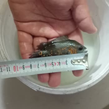 İlan Edilen Ölçüde Olmayan Ve Hastalıklı Oscar Balığı İçin İade Talebi