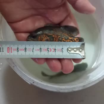 İlan Edilen Ölçüde Olmayan Ve Hastalıklı Oscar Balığı İçin İade Talebi