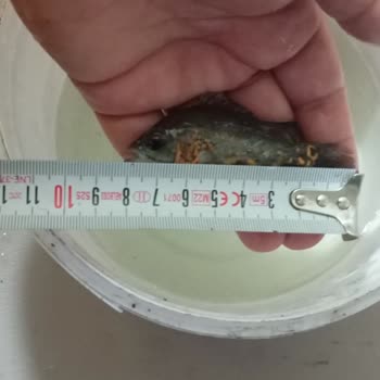 İlan Edilen Ölçüde Olmayan Ve Hastalıklı Oscar Balığı İçin İade Talebi