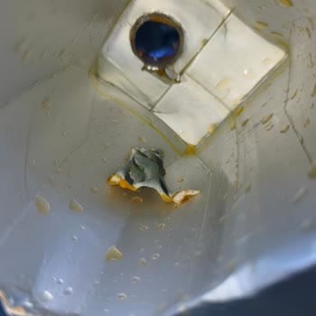 Sağlık Açısından Endişe Verici Yabancı Madde Ve Kalitesiz Tat