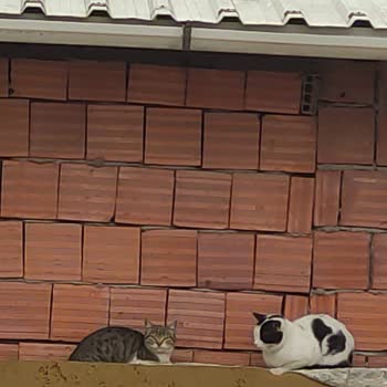 Teras Kapısının Eksikliği Kedilerden Gelen Gürültü Ve Koku Sorununu Artırıyor