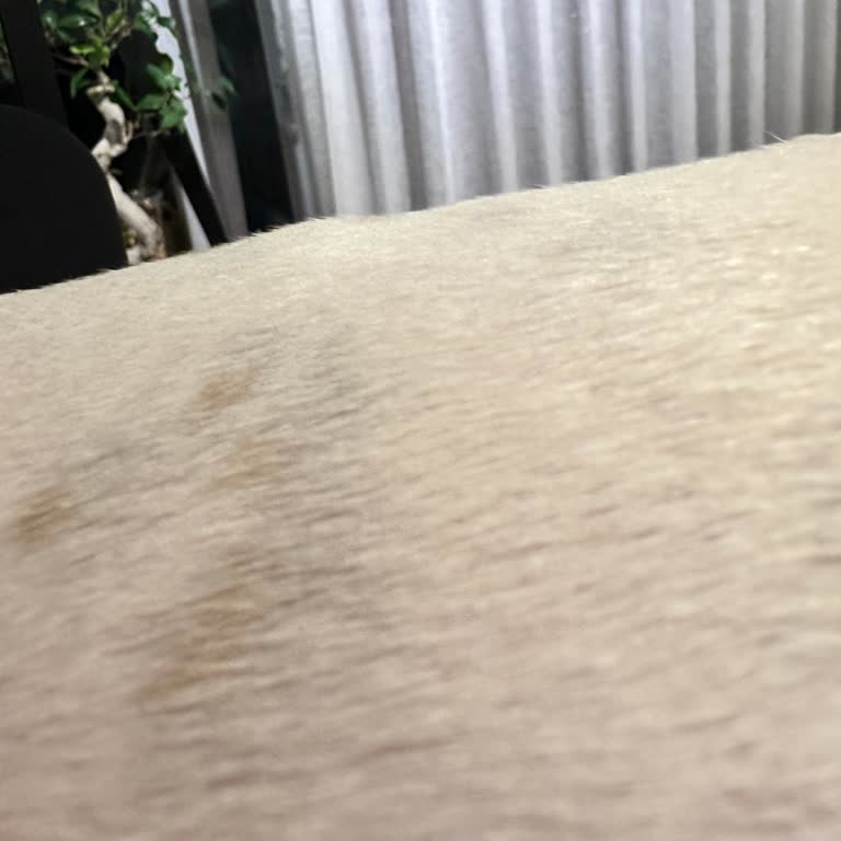 Pets' Stop Veteriner Polikliniği Veteriner Hekimin Hakaretli Sözleri Ve Yetersiz Muayenesi