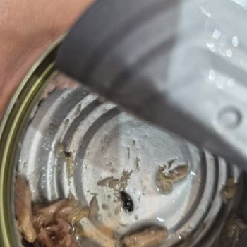 Fide Konserve Ürünün Dibinde Sinek Olduğunu Fark Ettim