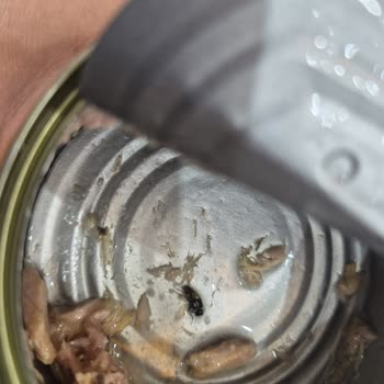 Fide Konserve Ürünün Dibinde Sinek Olduğunu Fark Ettim