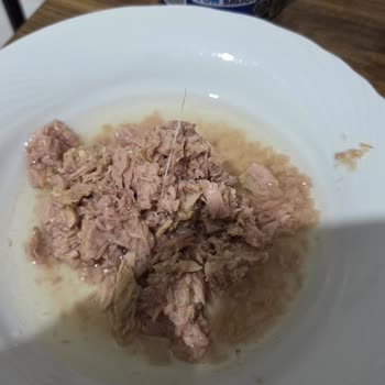 Ton Balığında Kılçık Sorunu Güven Krizi Oluşturuyor