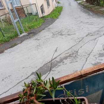 Maltepe Seyran Sokak Kaldırımı Çalı Ve Otlarla Kapalı, Çocuklar Ve Yaşlılar İçin Tehlike