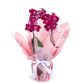 İnternetten Aldığım Orkide Görseliyle Uyuşmayan Küçük Ve Solgun Olduğu İçin İade Talebi