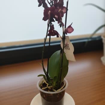 İnternetten Aldığım Orkide Görseliyle Uyuşmayan Küçük Ve Solgun Olduğu İçin İade Talebi