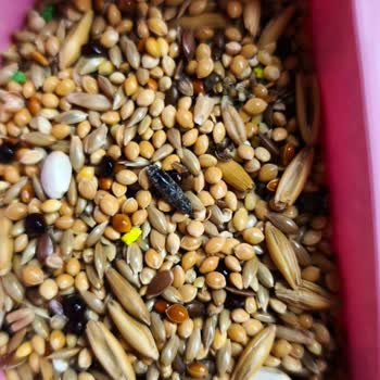 Pelagos Kuş Yeminden Kurumuş Bir Böcek Çıktı!