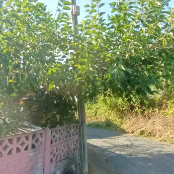 Eğik Telefon Direği Binaya Zarar Veriyor Ve Güvenlik Tehdidi Oluşturuyor