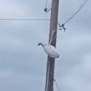Eğik Telefon Direği Binaya Zarar Veriyor Ve Güvenlik Tehdidi Oluşturuyor