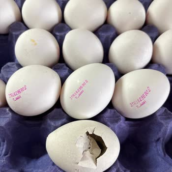 Kestel A101'de Bozuk Yumurta Satışı, Açıklama Ve İade Talebi