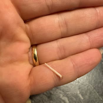 Dardanel Ton Balığında Büyük Kılçık, Gıda Güvenliğinde Ciddi Tehlike