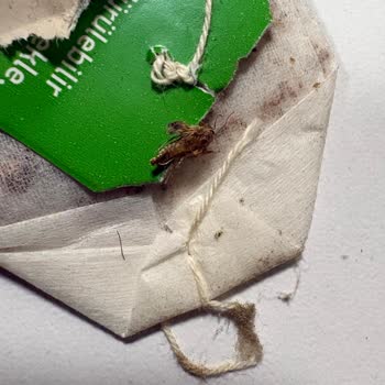 Elma Çayında Kelebek: Hijyen İhlali Ve Sağlık Riski