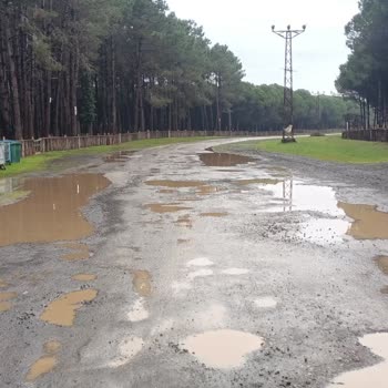 Çarşamba Belediyesi Çamlık Orman Parkı’nda Ağaç Ölümü Ve Bozuk Yol Durumu!