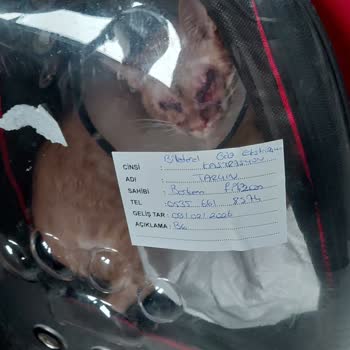 Ameliyattan Çıkan Kedimizin Kanlı Ve Kokulu Teslimatı Bize Şaşkınlık Yarattı