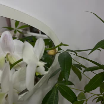 Doğum Günü Çiçeği Kurumuş Geldi, Firma Yanıt Vermedi