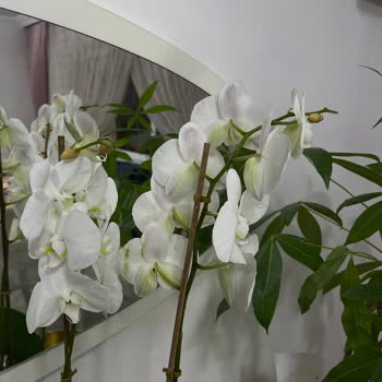 Doğum Günü Çiçeği Kurumuş Geldi, Firma Yanıt Vermedi