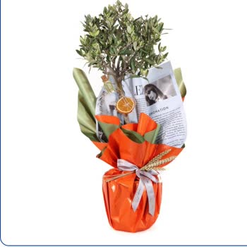 Taze Çiçek | Tazecicek.com Onay İhlali Ve Görseliyle Uyuşmayan Zeytin Fidanı