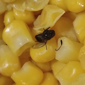 A101 Şubesinde Böcekli Dondurulmuş Mısır Ürünü Ve İade Reddine Tepki