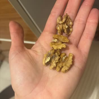 Kalitesiz Kabuklu Cevizde İç Kısımlarda Kararma Ve Pörsümüş Parçalar