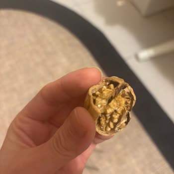 Kalitesiz Kabuklu Cevizde İç Kısımlarda Kararma Ve Pörsümüş Parçalar