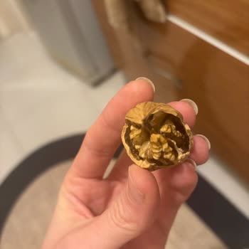 Kalitesiz Kabuklu Cevizde İç Kısımlarda Kararma Ve Pörsümüş Parçalar