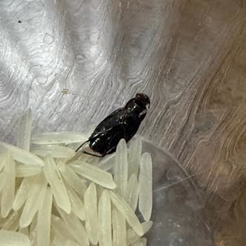 Yayla Basmati Pirincin İçinden Böcek Çıktı