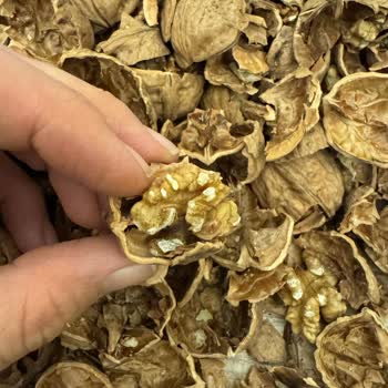 Migros Şubesinde Satılan Kabuklu Cevizde Böcek Ve Güve Kirliliği