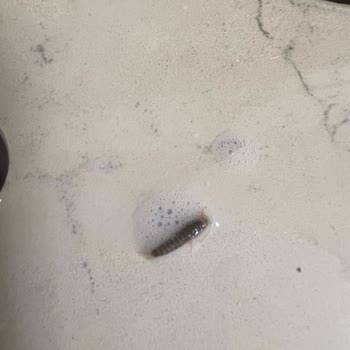 Peynirci Baba Şubesinde Süt İçinde Böcek Bulundu: Gıda Güvenliği İhlali