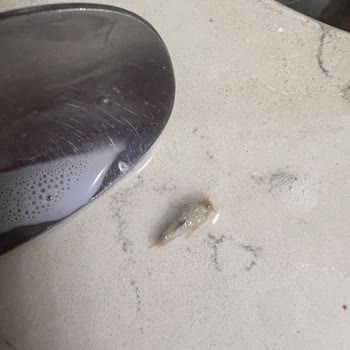 Peynirci Baba Şubesinde Süt İçinde Böcek Bulundu: Gıda Güvenliği İhlali