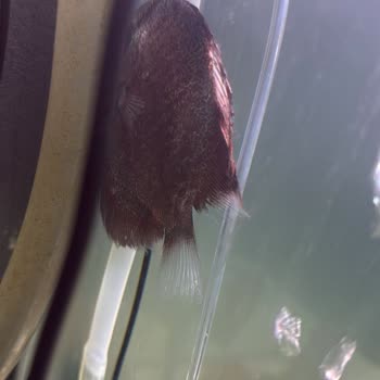 Garanti Servisi Gecikmesi Ve İletişimsizlik