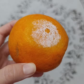 Şok Marketler Sipariş Ettiğim Ürünler Bozuk Ve Çürük Gönderildi!