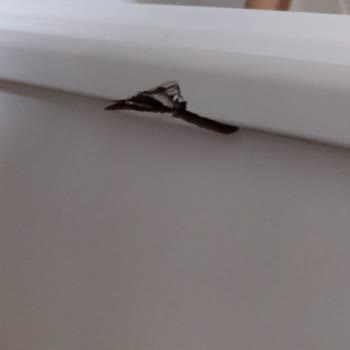 Garanti Kapsamındaki Komodindeki Ezik İçin Servisin İlgisizliği