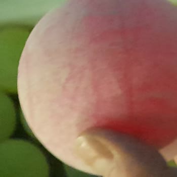 Hijyen Eksikliği Ve Kırık Oyuncaklar Ücretli Oyun Alanını Tatmin Etmedi