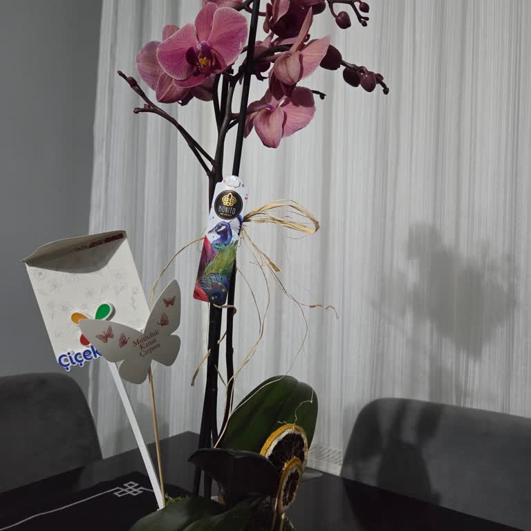 Çiçek Sepeti Yanlış Orkide Gönderimi Ve Çözüm Bekleyen Müşteri Şikayeti