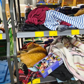 BİM Marketinde Sokak Kedisi Ve Hijyen Sorunu