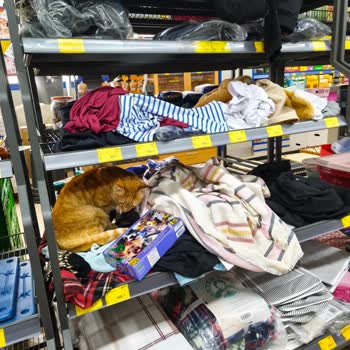 BİM Marketinde Sokak Kedisi Ve Hijyen Sorunu