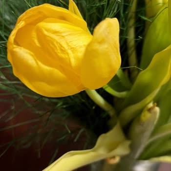 Solmuş Çiçek Teslimatı İçin Taze Yeniden Gönderim Talebi